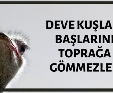 Deve Kuşlarının Başlarını Toprağa Gömdüğü İddiası Doğru Değildir