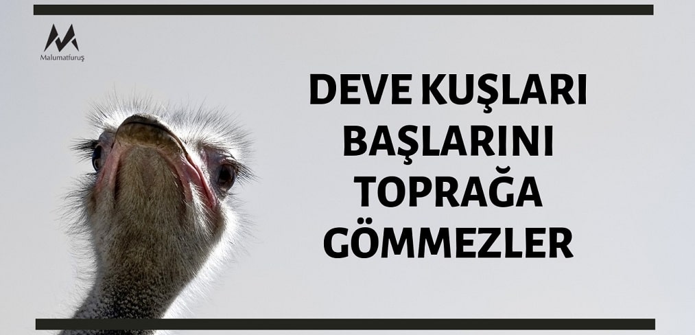 Deve Kuşlarının Başlarını Toprağa Gömdüğü İddiası Doğru Değildir