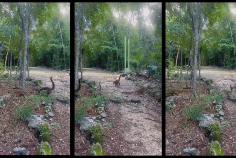 dinozor-yavrulari-sanilan-koati