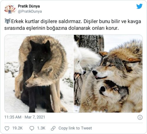 dişi kurt boğazına dolanarak korur