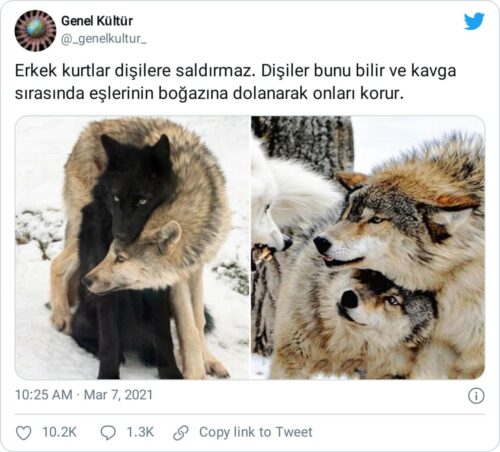 dişi kurt erkeğin boğazına dolanarak koruru