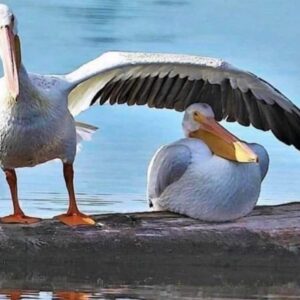disisine kotu davranan tek hayvan insanogludur