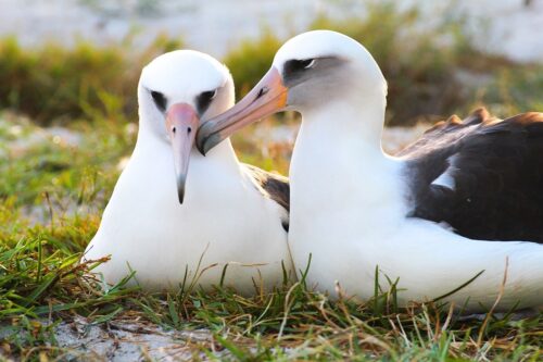 divane albatros