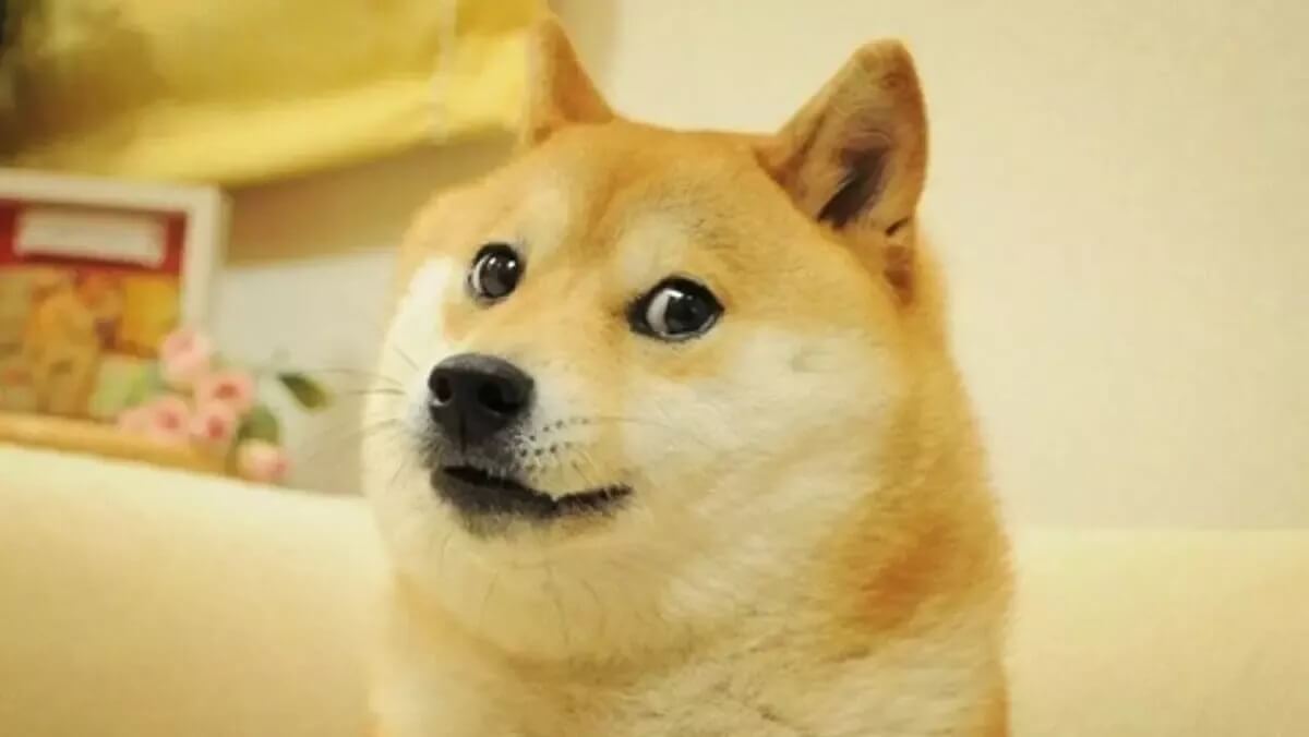 doge-coin-kabosu