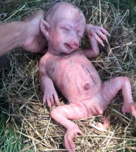 Bir Domuz Tarafından İnsana Benzeyen Bir Bebek Dünyaya Getirildiği İddiasına Dayanak Olarak Kullanılan Fotoğraflardan Biri