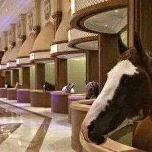 dubai at ahırı sanılan görsel