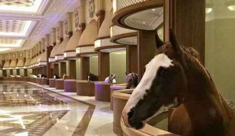 dubai at ahırı sanılan görsel