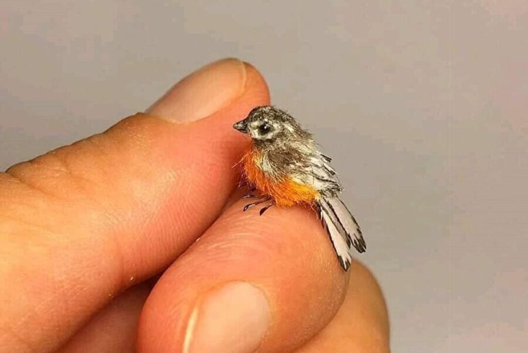 dunyanin en kucuk kusu minyatur