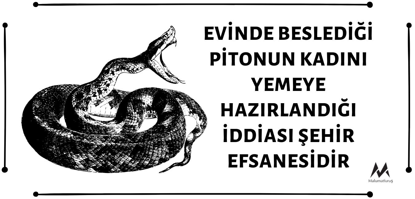 evinde-besledigi-pitonun-kadini-yemeye-hazirlandigi-iddiasi