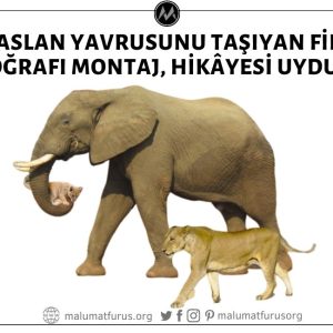 Filin Yavru Aslanı Taşıdığı ve Anne Aslanın Eşlik Ettiği Fotoğrafın Yılın Fotoğrafı Seçildiği İddiası 1 Nisan Şakası, Görsel Montaj, Hikâyesi Uydurma
