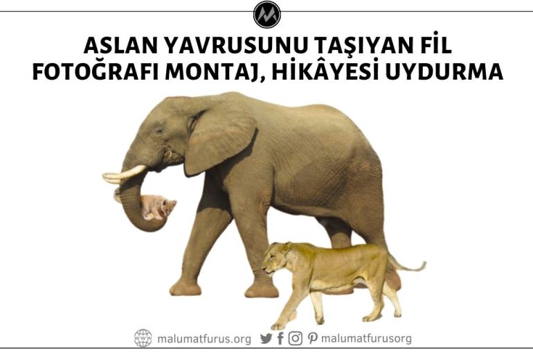 Filin Yavru Aslanı Taşıdığı ve Anne Aslanın Eşlik Ettiği Fotoğrafın Yılın Fotoğrafı Seçildiği İddiası 1 Nisan Şakası, Görsel Montaj, Hikâyesi Uydurma