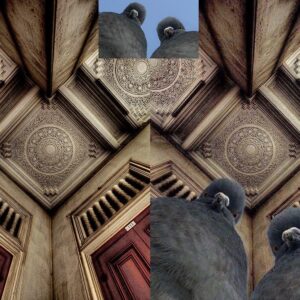 fotoğrafçı kuşlar