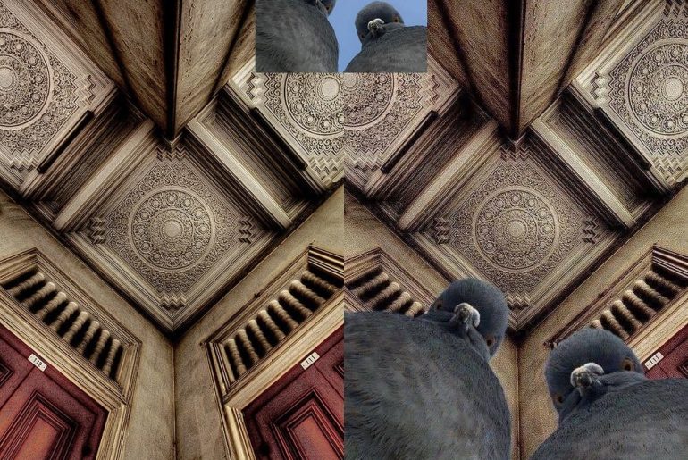 fotoğrafçı kuşlar