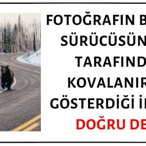 Fotoğraftaki Ayının Bisiklet Sürücüsünü Kovalarken Görüntülendiği İddiası Asılsız