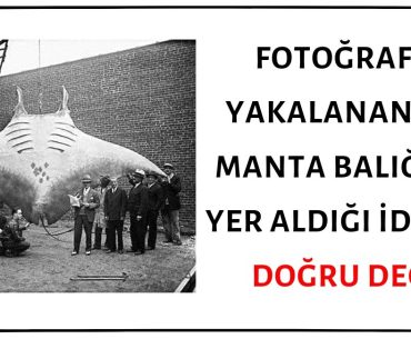 Fotoğrafın Yakalanan Dev Manta Balığını Gösterdiği İddiası Asılsız