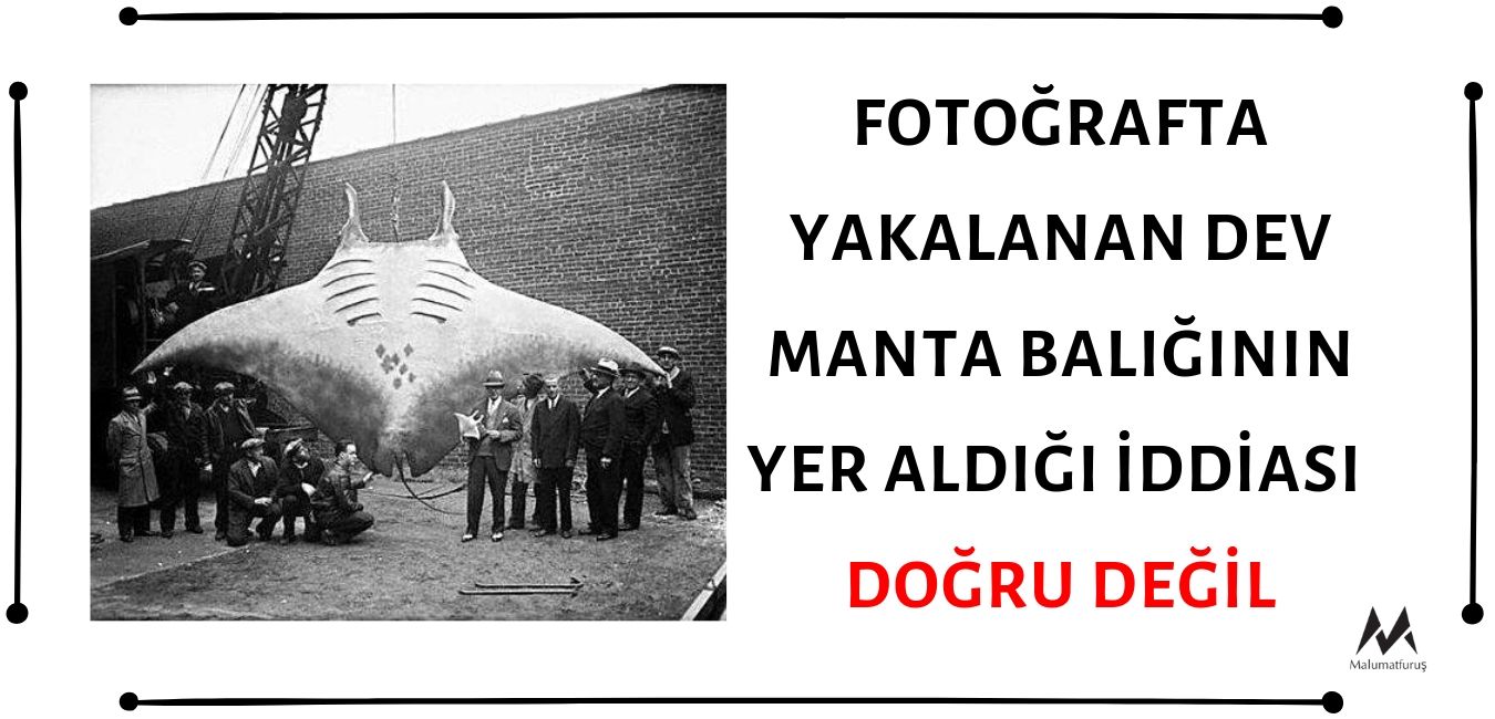 Fotoğrafın Yakalanan Dev Manta Balığını Gösterdiği İddiası Asılsız