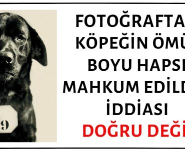 Fotoğraftaki Pep Adlı Köpeğin Valinin Kedisini Öldürme Suçundan Ömür Boyu Hapse Mahkum Edildiği İddiası Asılsız