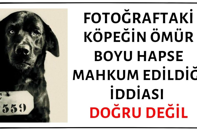 Fotoğraftaki Pep Adlı Köpeğin Valinin Kedisini Öldürme Suçundan Ömür Boyu Hapse Mahkum Edildiği İddiası Asılsız