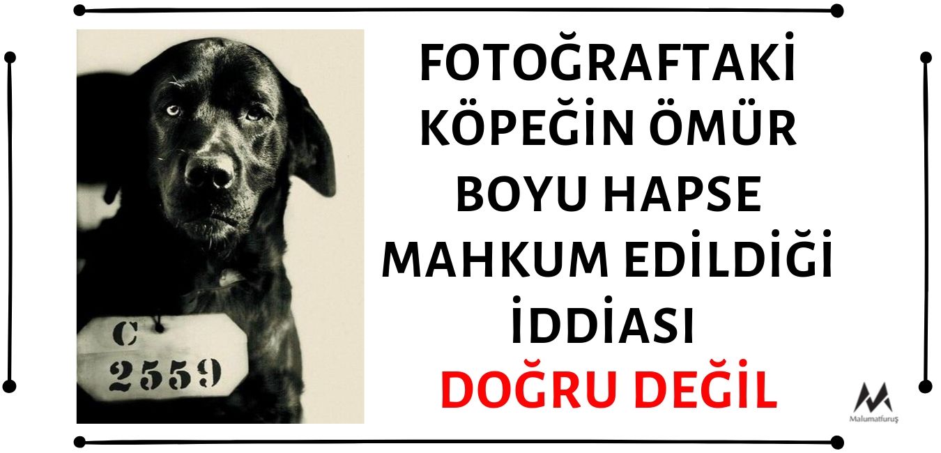 Fotoğraftaki Pep Adlı Köpeğin Valinin Kedisini Öldürme Suçundan Ömür Boyu Hapse Mahkum Edildiği İddiası Asılsız