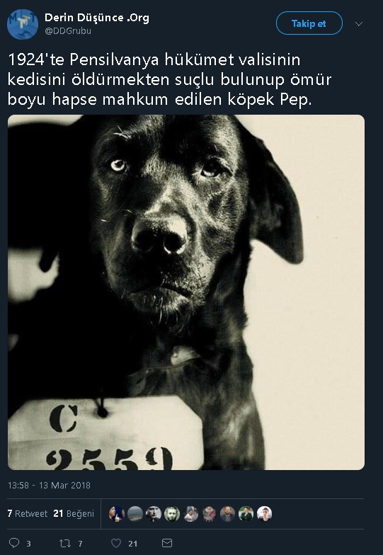 Fotoğraftaki Pep adlı köpeğin valinin kedisini öldürme suçundan ömür boyu hapse mahkum edildiğini öne süren tweet