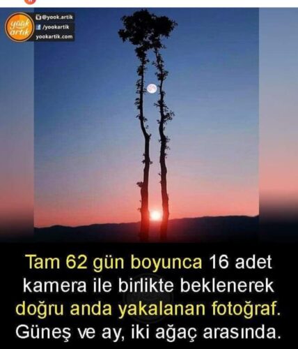 güneş ay iki ağaç arasında