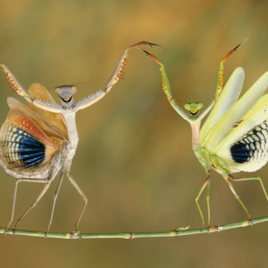 National Geographic yılın fotoğrafı