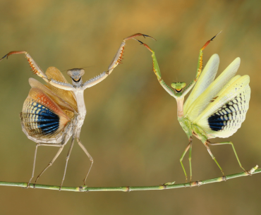 National Geographic yılın fotoğrafı