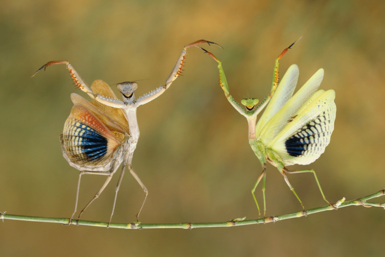 National Geographic yılın fotoğrafı