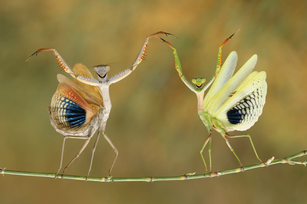 National Geographic yılın fotoğrafı