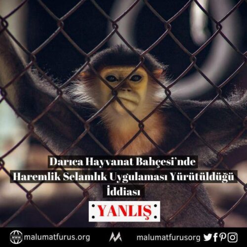Hayvanat Bahçesinde Haremlik Selamlık