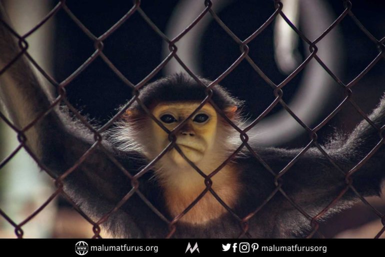 hayvanat bahçesi maymun