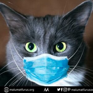 hayvanlar koronavirüs bulaşması