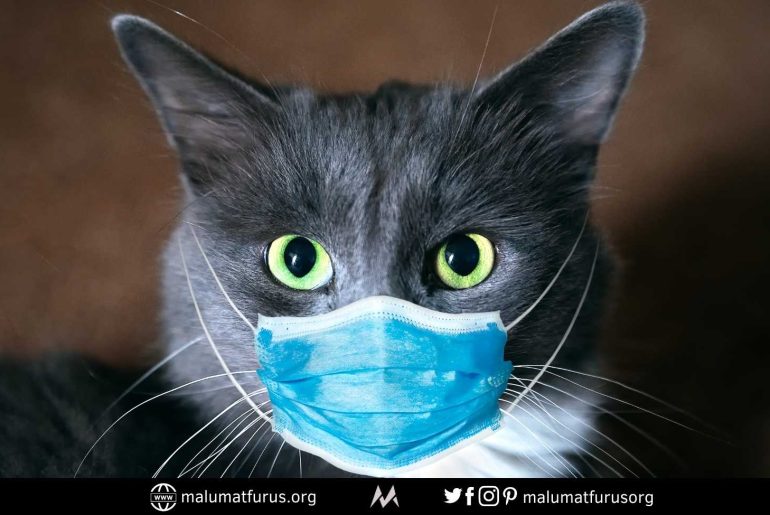 hayvanlar koronavirüs bulaşması