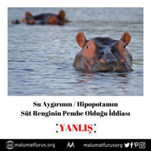 hipopotam süt rengi pembe değil