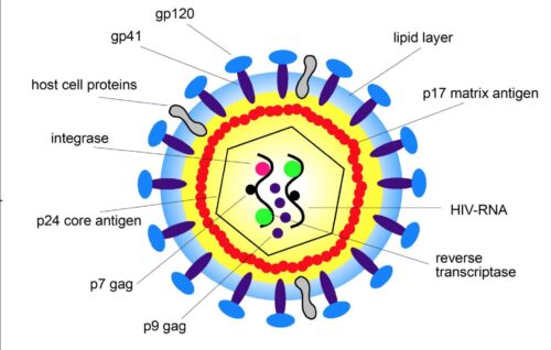 hiv virüsü