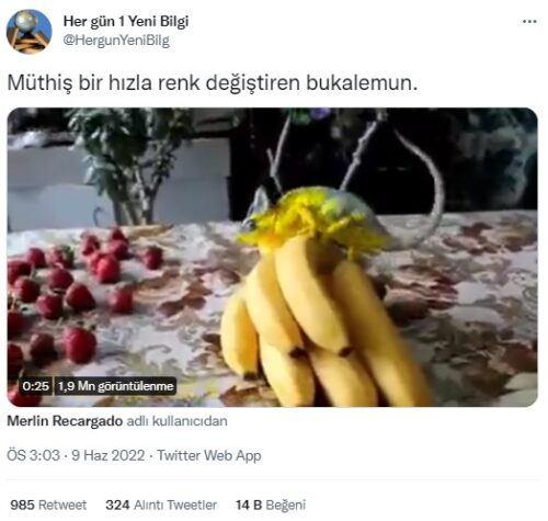 hizla renk degistiren bukalemun