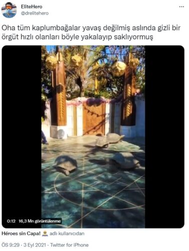 hızlı kaplumbağalar