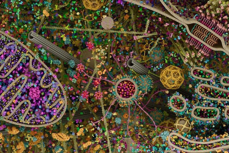 insan hucresinin en ayrintili goruntusu