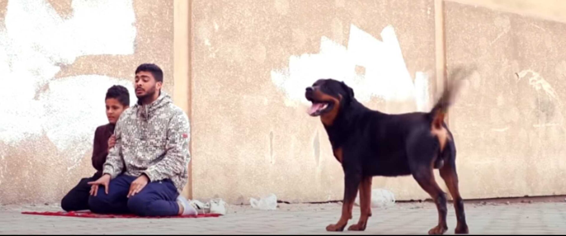 İsrail filistin köpek