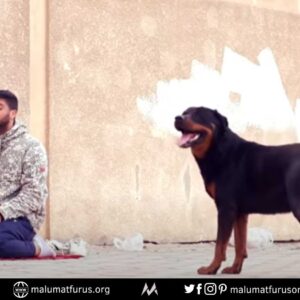 İsrail filistin köpek