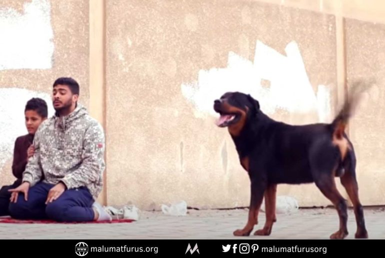 İsrail filistin köpek