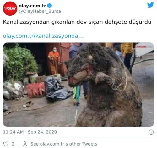 kanalizasyon dev sıçan