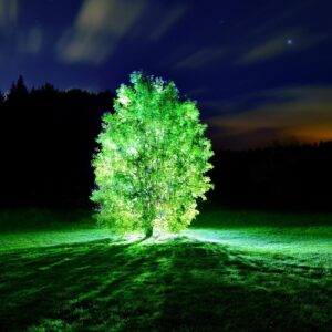karanlikta-parlayan-agac