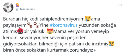 evcil hayvanlardan koronavirüs bulaşır mı