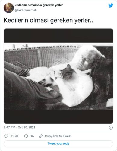 kedi ataturk montaji