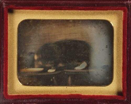 kedi fotografi 1840