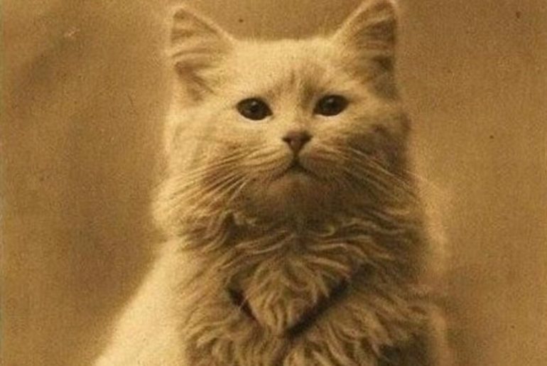 kedi fotografi