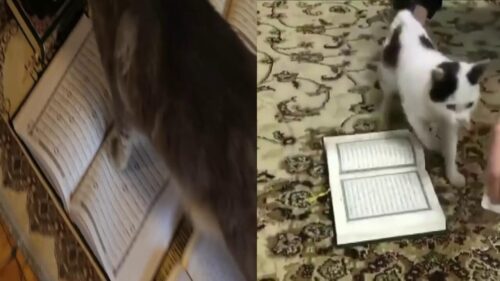 kedi kuranın üstüne bastı