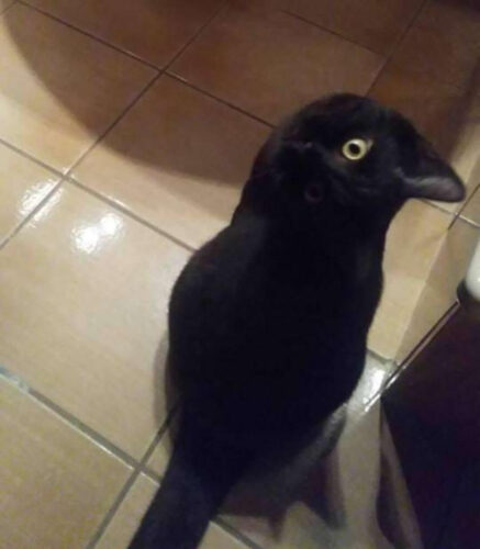 kedi-kus-goz-yanilsamasi
