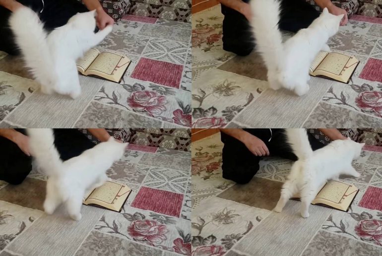 kediler kurana basmaz